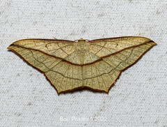 Timandra correspondens