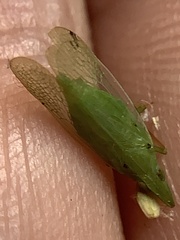 Rhynchomitra