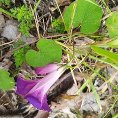Ipomoea orizabensis