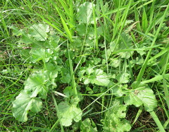 Barbarea vulgaris