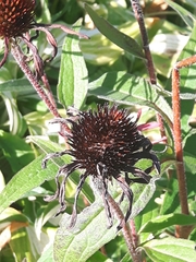 Rudbeckia hirta
