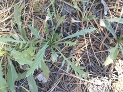 Grindelia subalpina