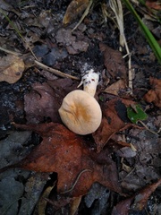 Hydnum subtilior