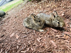 Sylvilagus floridanus