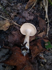 Hydnum subtilior