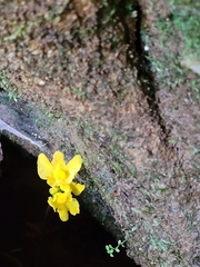 Utricularia inflata