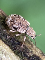 Pseudoedophrys hilleri