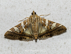 Glyphodes stolalis