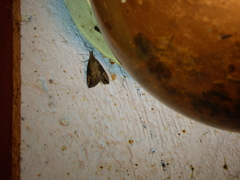 Hypena humuli
