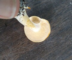 Hydnum subtilior