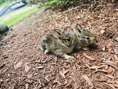 Sylvilagus floridanus