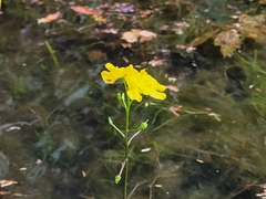 Utricularia inflata