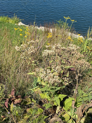 Parthenium integrifolium