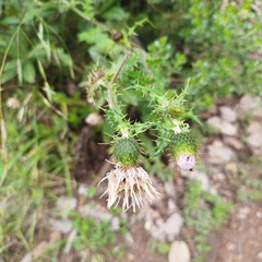 Cirsium mexicanum