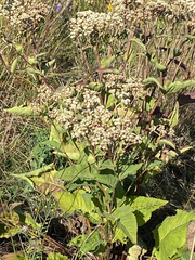 Parthenium integrifolium