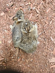 Sylvilagus floridanus