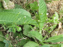 Erigeron canadensis