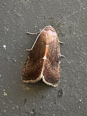 Galgula