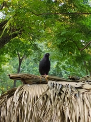 Columba livia domestica