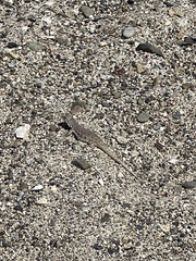 Liolaemus nigromaculatus