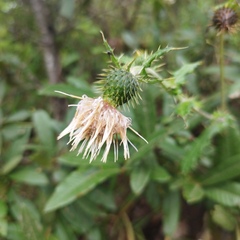 Cirsium mexicanum