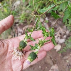 Cirsium mexicanum