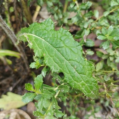 Cirsium mexicanum