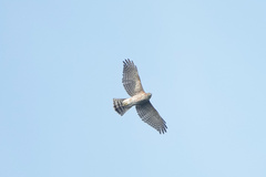 Accipiter gularis