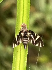 Stenopa vulnerata