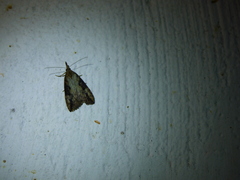 Hypena humuli