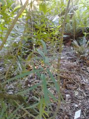 Nestegis cunninghamii