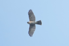 Accipiter gularis