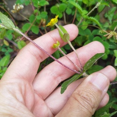 Melampodium montanum