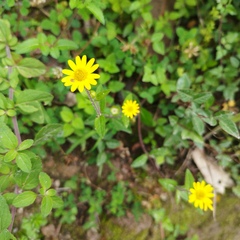 Melampodium montanum