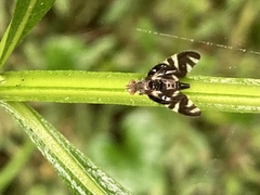 Stenopa vulnerata