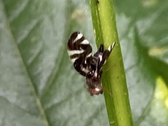 Stenopa vulnerata