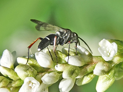 Episyron conterminus cressoni