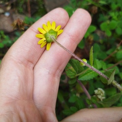 Melampodium montanum