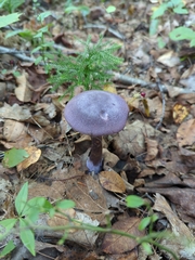 Cortinarius violaceus