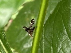 Stenopa vulnerata