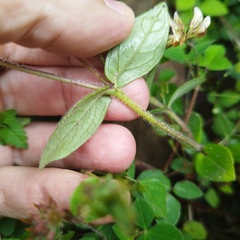 Melampodium montanum