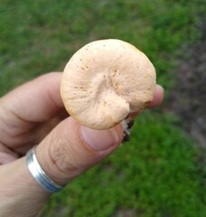Hydnum subtilior