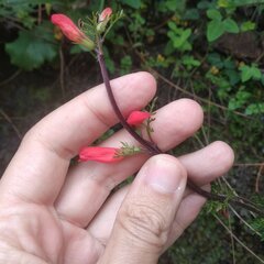 Lamourouxia multifida