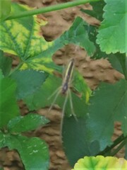 Tetragnatha extensa