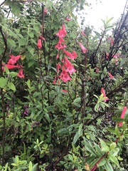 Penstemon roseus