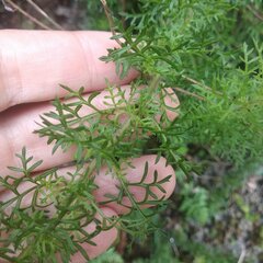 Lamourouxia multifida