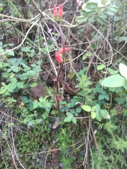 Lamourouxia multifida