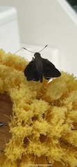 Asbolis capucinus