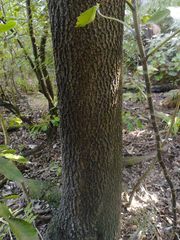 Nestegis cunninghamii