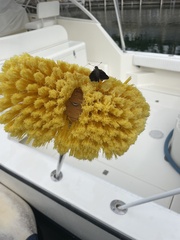 Asbolis capucinus